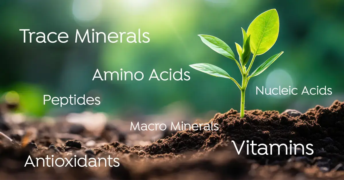 Mineral-rich soil with plant budding